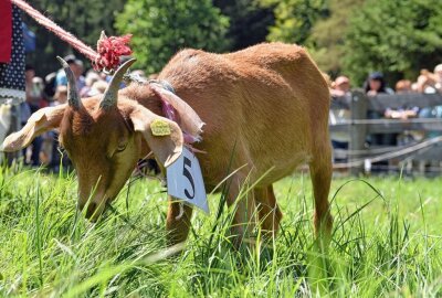 21. Ziegenfest: Erzgebirger rüsten ihre Meckerliesen auf - Gestatten: Leila - Ziege im Schönheitswettbewerb. Foto: Christof Heyden