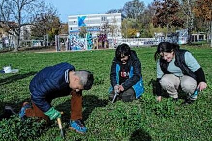3.200 Frühblüher im Stadtgebiet Mitte-West gepflanzt - Schüler der Friedrich-Fröbel-Schule pflanzen Krokusse auf der Blühwiese am Konkordiapark. Foto: Antje Richter