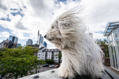 5 Fakten über Stürme, die Sie kennen müssen - Was mag dieser Hund denken? Vielleicht: angenehme Brise.