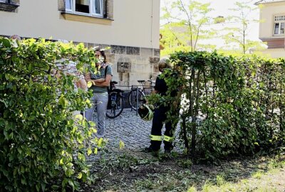 Ab durch die Hecke: Rentnerin verliert Kontrolle über Auto und fährt in Gebüsch - In Radebeul fuhr ein Auto durch eine Hecke. Foto: xcitepress