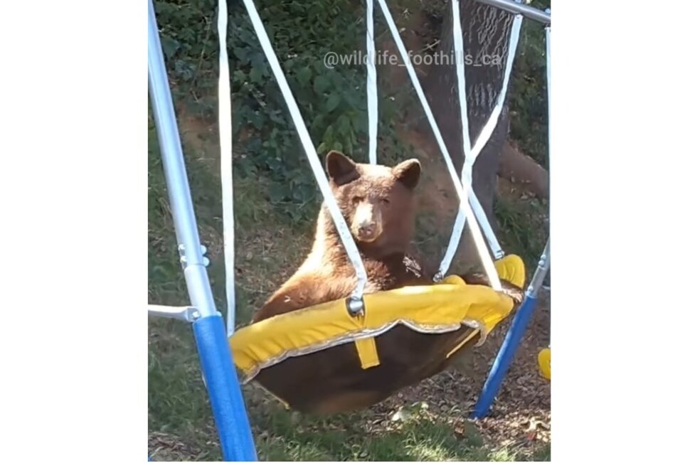 Abenteuer auf der Schaukel: Bär zeigt seine verspielte Seite - Verspielter Bär auf Instagram unterwegs. Instagram: @wildlife_foothills_ca