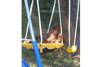 Abenteuer auf der Schaukel: Bär zeigt seine verspielte Seite - Verspielter Bär auf Instagram unterwegs. Instagram: @wildlife_foothills_ca