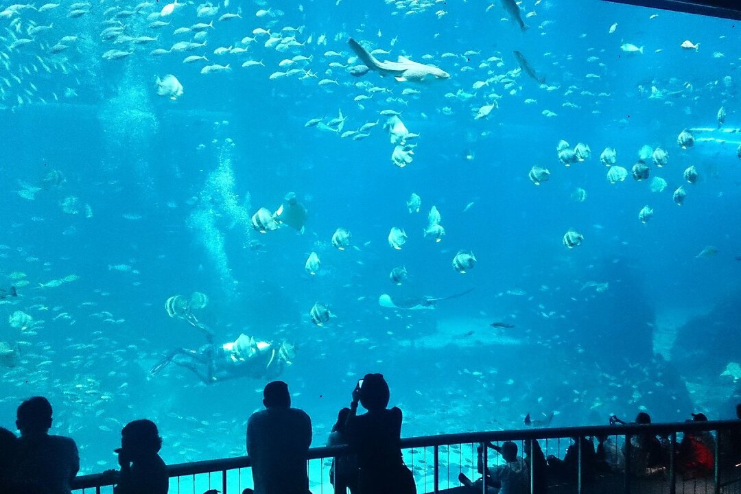 Abkühlung gefällig? Das sind die sieben größten Aquarien der Welt! - Platz 1: Auf Platz 1 steht das "Chimelong Ocean Kingdom" aus Zhuhai (China). Hier werden den Fischen insgesamt 48,8 Millionen Liter Wasser geboten, was mit 325.333 Badewannen vergleichbar ist.