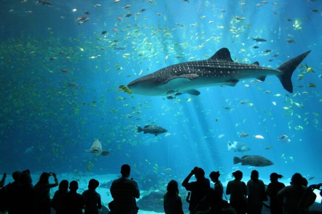 Platz 4: Das "Georgia Aquarium" in Atlanta (USA) umfasst 37,9 Millionen Liter Wasser. Das entspricht dem Fassungsvermögen von 252.667 Badewannen.