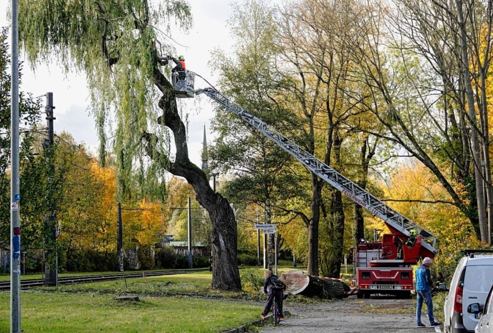 Der Baum drohte, auf die Oberleitung der Straßenbahn zu fallen und musste deshalb von der Feuerwehr entfernt werden. Foto: Harry Härtel/Härtelpress 