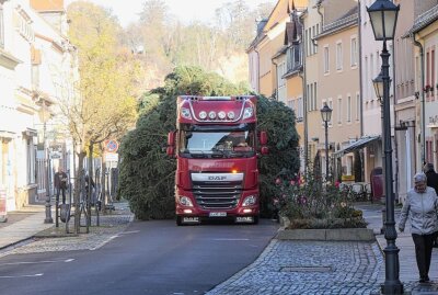 Adventsstimmung: Riesiger Weihnachtsbaum für Grimma - Der 18 Meter hohe Bau auf dem Weg zu seinem Standort für die Weihnachtszeit. Foto: Sören Müller