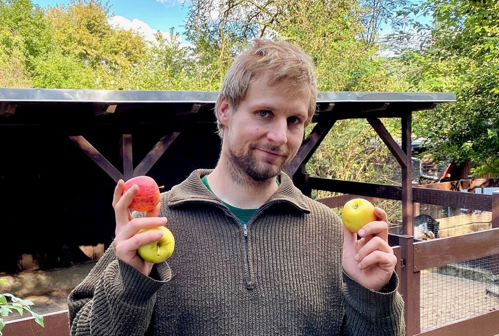 Äpfel sind ein besonderer Leckerbissen - Mit Äpfeln kann Zootierpfleger Peter Hömke bei den Minischweinen besonders punkten. Foto: Ralf Wendland