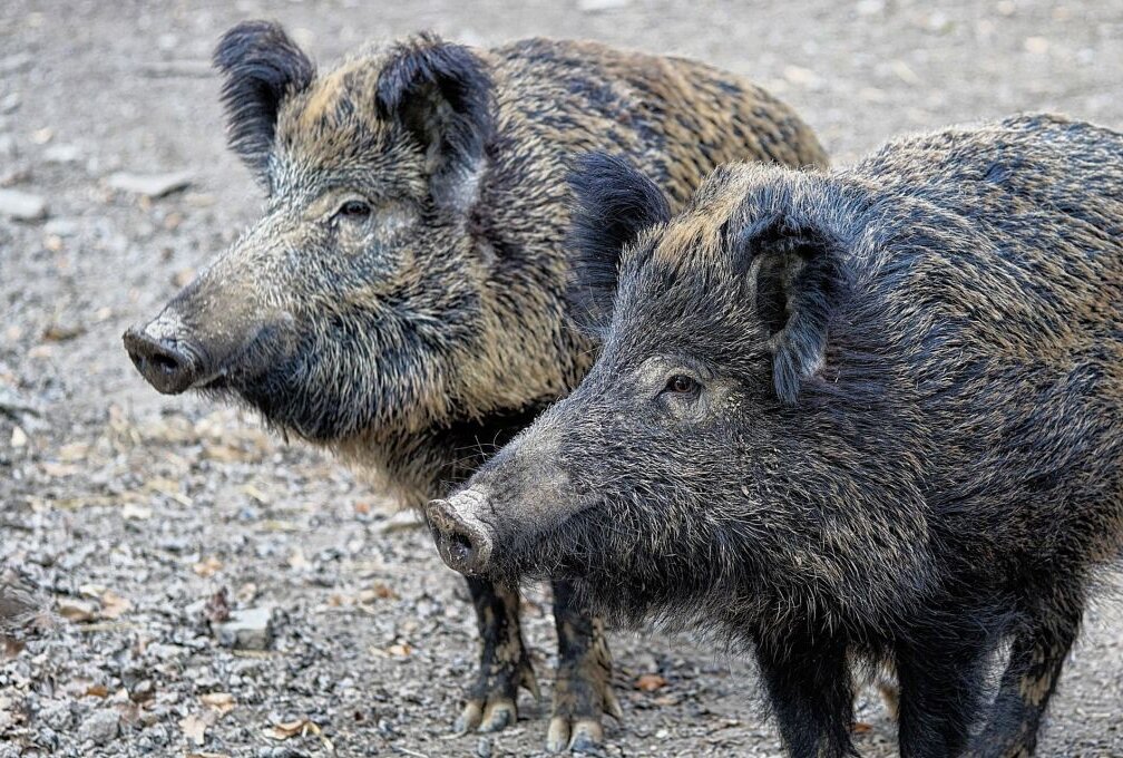Afrikanische Schweinepest: Erster Fall in Sachsen außerhalb von Görlitz! - Symbolbild. Foto: Pixabay/ Webandi