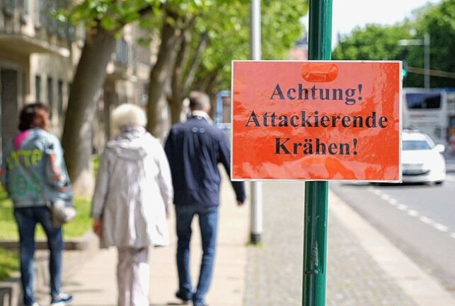 Aggressive Krähen attackieren Passanten in Dresden - Krähen attackierten mehrere Menschen in Dresden. Foto: xcitepress