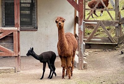 Alpaka Stute "Lima" hat Nachwuchs - Im Auer Zoo der Minis gibt es Nachwuchs bei den Alpakas. Foto: Ralf Wendland