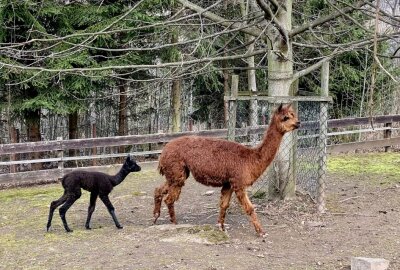 Alpaka Stute "Lima" hat Nachwuchs - Im Auer Zoo der Minis gibt es Nachwuchs bei den Alpakas. Foto: Ralf Wendland