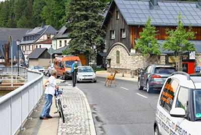Alpakababy macht Neudorfer Verkehr unsicher - Die Verkehrsteilnehmer mussten im Schritttempo vorbei. Foto: ThomasFritzsch/PhotoERZ