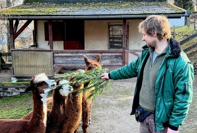 Alpakas stammen ursprünglich aus den Anden - Zootierpfleger Peter Hömke hat in der Jahreszeit jetzt für die Alpakas hin und wieder auch Reisig-Zweige dabei. Foto: Ralf Wendland