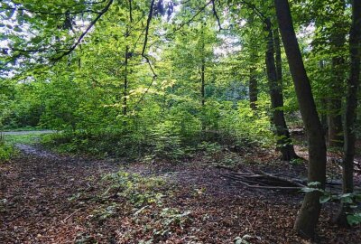 Alternative Bestattung: Kommt bald ein Friedwald für Leipzig? - So könnte ein Friedwald in Leipzig aussehen. Foto: Anke Brod