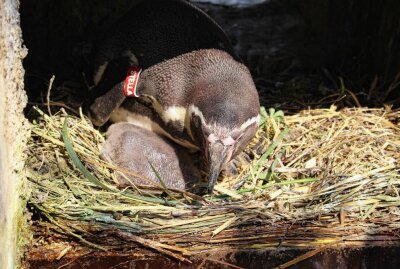Amerika-Tierpark: Kleine Pinguine sind noch in der Bruthöhle - Die Pinguineltern sehen es nicht gern, wenn ihre Bruthöhle geöffnet wird. Foto: A. Büchner