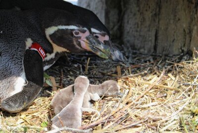 Amerika-Tierpark: Kleine Pinguine sind noch in der Bruthöhle - Bei Luzy und Ralf wurde überraschend ein zweites Küken vorgefunden. Foto: A. Büchner