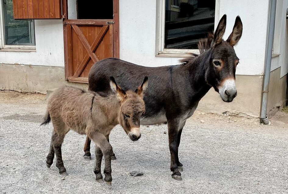 Esel-Dame Sophy mit ihrem Nachwuchs, dem kleinen Chucko. Foto: Ralf Wendland