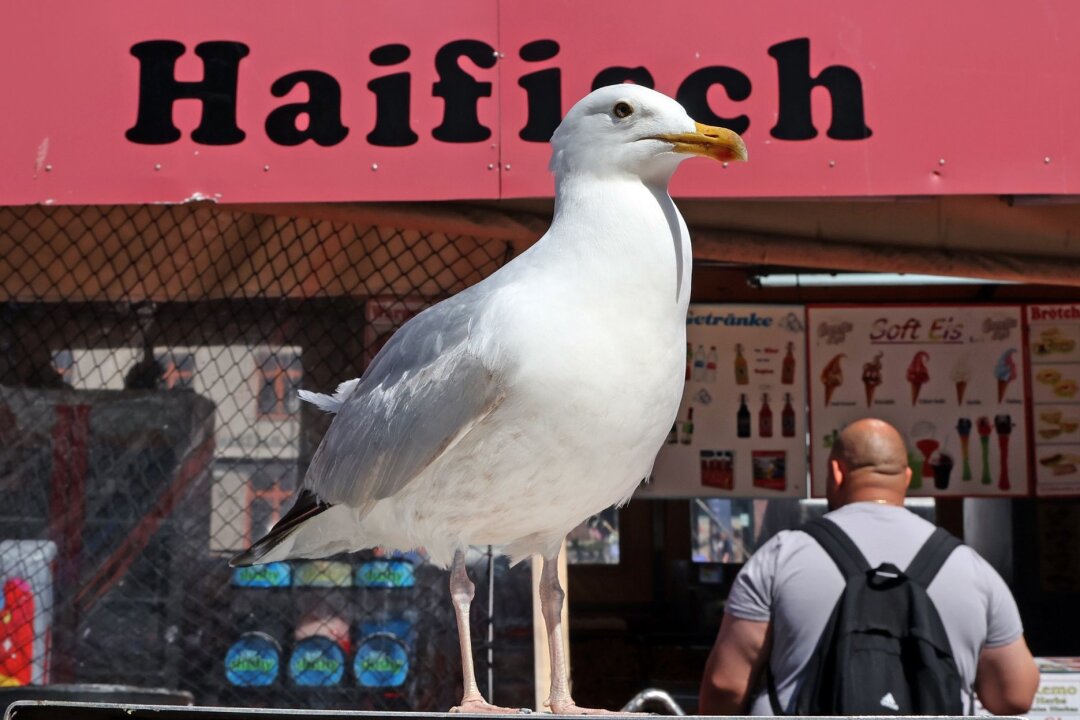 An der Küste gilt vielerorts ein Fütterungsverbot für Möwen - Eine Möwe lauert vor einem Verkaufskutter in Warnemünde auf die nächste Beute.
