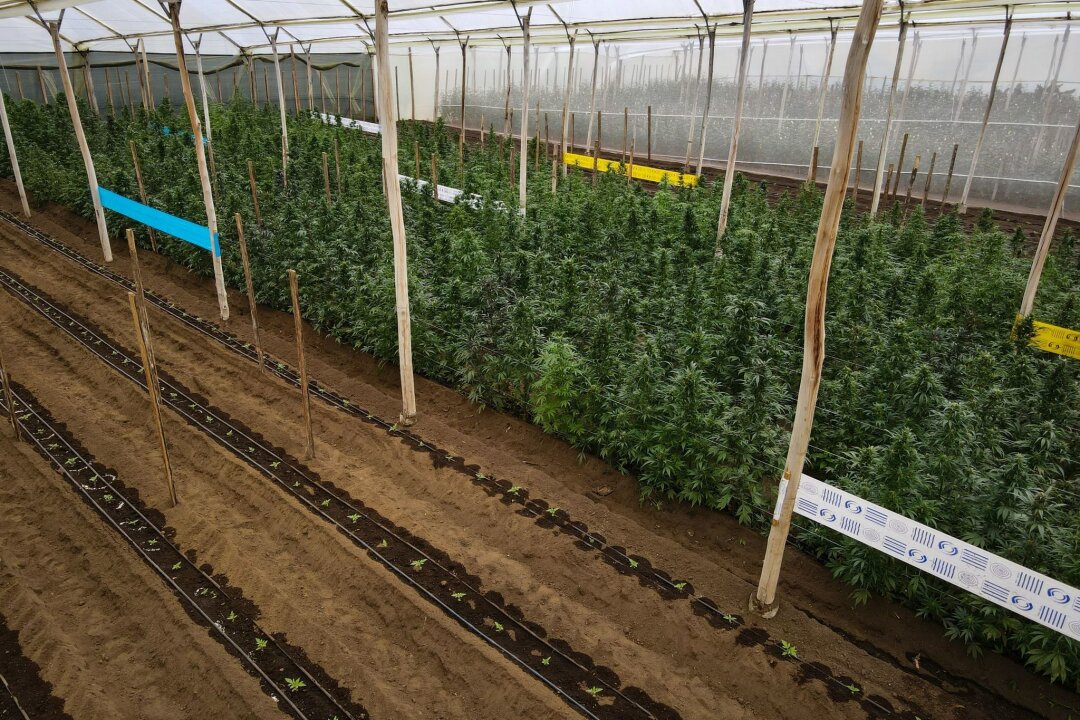 Anleger mit hohen Renditen für Cannabis-Pflanzen gelockt - Cannabispflanzen in einem Gewächshaus in Ecuador, in dem Cannabis für medizinische Zwecke angebaut wird.