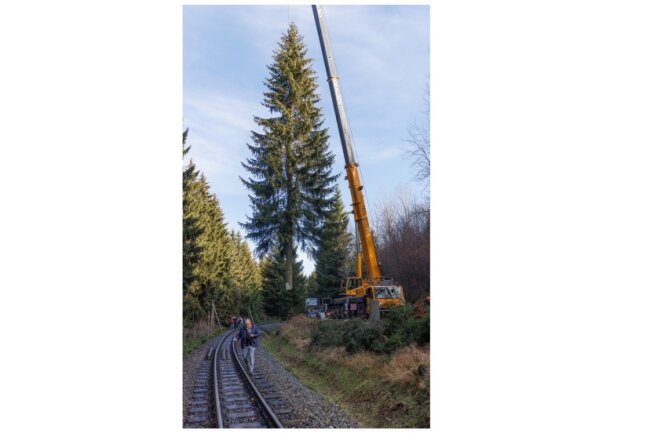 Annaberg-Buchholz: Weihnachtsbaum kommt am Dienstag - Der Annaberger Weihnachtsbaum ist 26 Meter hoch.
