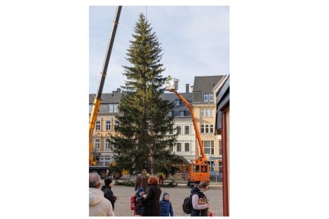 Annaberg-Buchholz: Weihnachtsbaum kommt am Dienstag - Der Annaberger Weihnachtsbaum ist 26 Meter hoch.