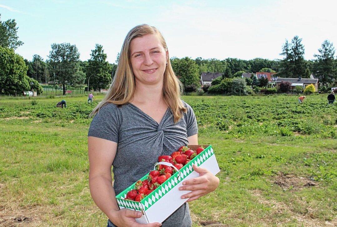 Ansturm auf die süßen Früchte: Dieses Erdbeerfeld hat bereits geöffnet - Familie Stiegler lädt ausdrücklich zum Probe-Kosten auf dem Feld vor dem Pflücken ein. Foto: A.Büchner