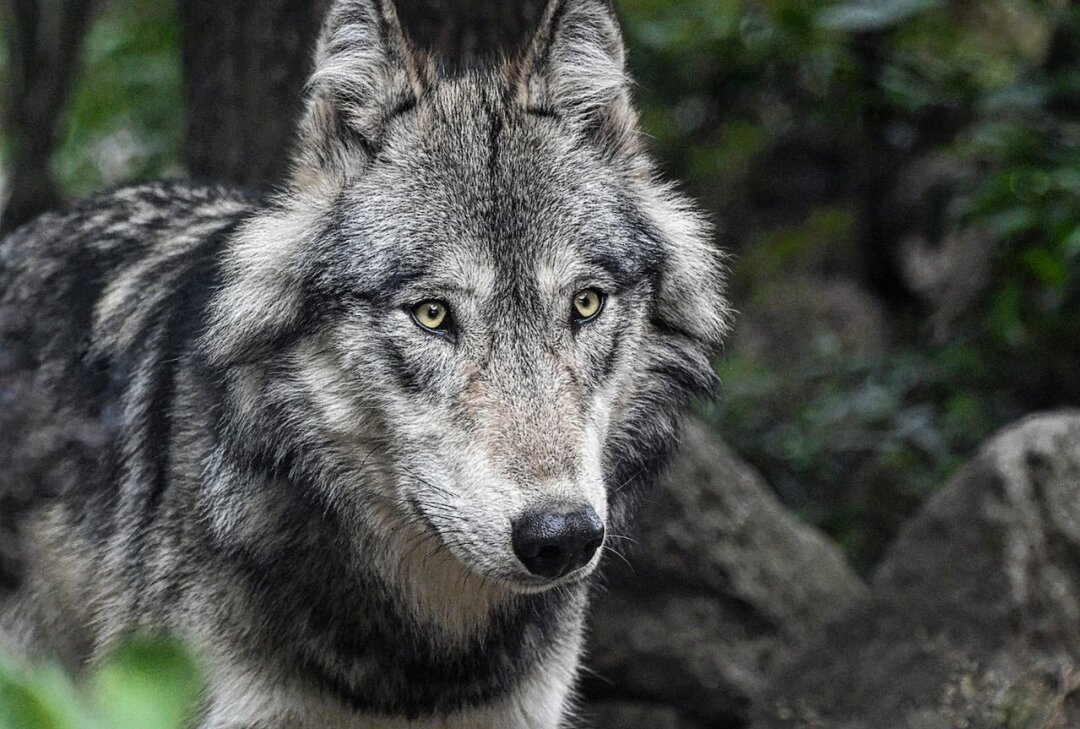 Anzahl der illegalen Wolfstötungen in Sachsen steigt rapide - Die Anzahl der illegalen Wölfstötungen in Sachsen steigtr rapide an. Foto: pixabay/Christel Sagniez