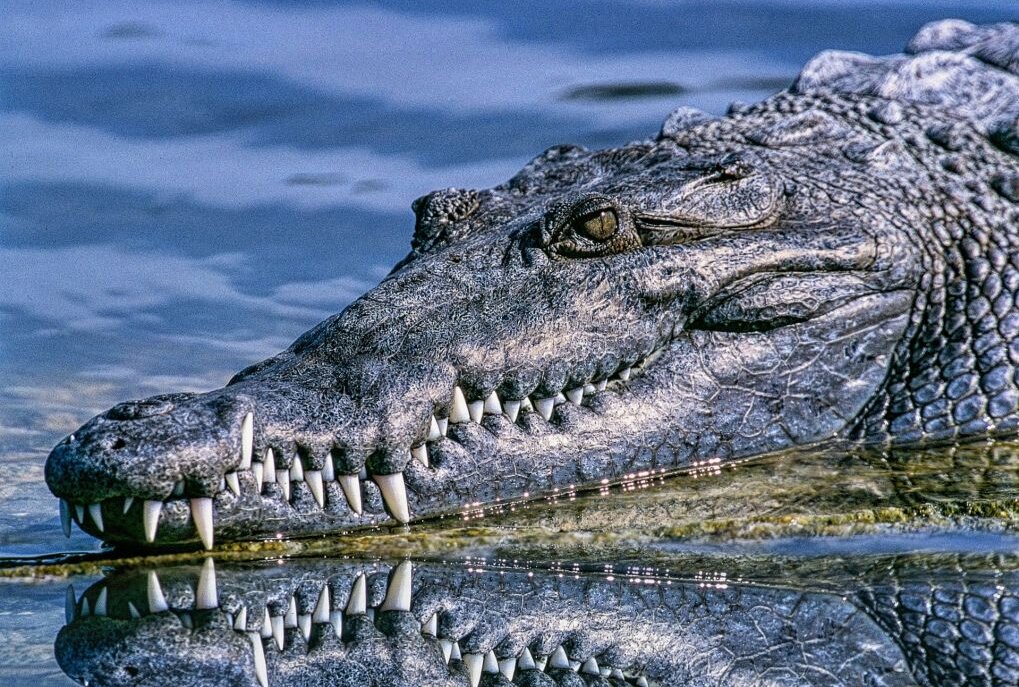 April, April! Keine Krokodile an der Talsperre Pöhl ausgesetzt - Krokodilzüchter haben in der Talsperre Pöhl portugiesische Schwertschwanzkrokodile ausgesetzt. Foto: Pixabay