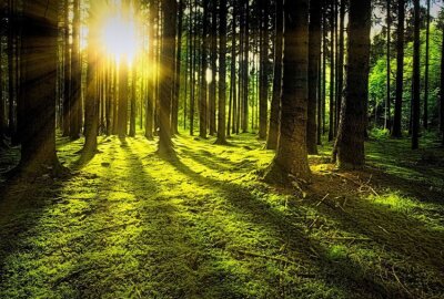 Arten- und Strukturreicher: "Wald der Zukunft wird anders sein" - Symbolbild. Foto: pixabay/jplenio