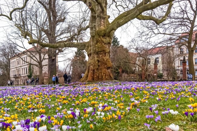 Atemberaubende Krokuspracht leitet den Frühling ein - Diese Krokuspracht ragt im Zittauer Stadtpark aus dem Boden. 