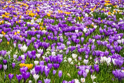 Atemberaubende Krokuspracht leitet den Frühling ein - Diese Krokuspracht ragt im Zittauer Stadtpark aus dem Boden. 