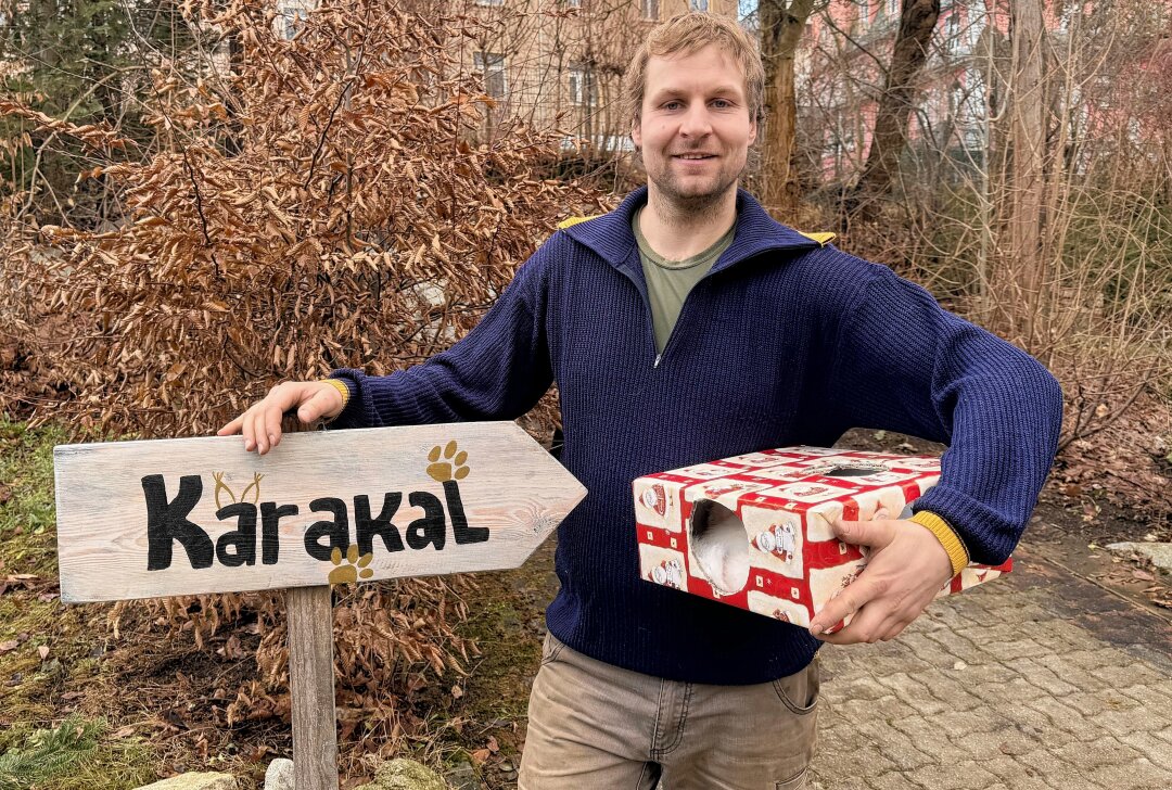 Auch Tiere im Zoo bekommen Geschenke - Zootierpfleger Peter Hömke verteilt an Weihnachten Geschenke an die Bewohner im Auer Zoo der Minis - auch für die Karakale gab es ein Päckchen. Foto: Ralf Wendland