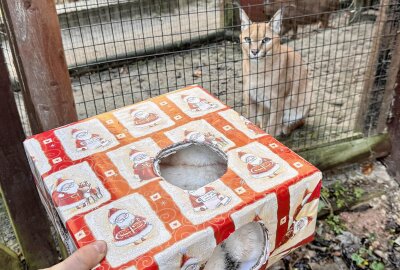 Auch Tiere im Zoo bekommen Geschenke - Zu Weihnachten bekommen die Tiere im Auer Zoo der Minis Geschenke - so auch die Karakale. Foto: Ralf Wendland
