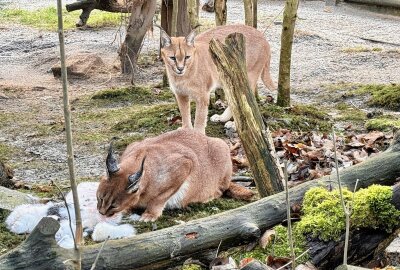 Auch Tiere im Zoo bekommen Geschenke - Zu Weihnachten bekommen die Tiere im Auer Zoo der Minis Geschenke - so auch die Karakale. Foto: Ralf Wendland