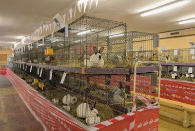 Auer Verein hat Kreismeister in seinen Reihen - Zur Kreisjungtierschau sind in Aue 244 Tiere ausgestellt worden. Foto: Ramona Schwabe