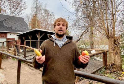 Auer Zoo der Minis hält auch Minischweine - Wie Zootierpfleger Peter Hömke erklärt, gehört Obst zum Speiseplan der Minischweinen. Foto: Ralf Wendland