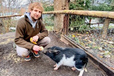 Auer Zoo der Minis hält auch Minischweine - Zootierpfleger Peter Hömke hat Minischweinchen Rudi Obst mitgebracht. Foto: Ralf Wendland