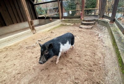 Auer Zoo der Minis hält auch Minischweine - Nachwuchsschweinchen Rudi hat sich prächtig entwickelt. Foto:Ralf Wendland