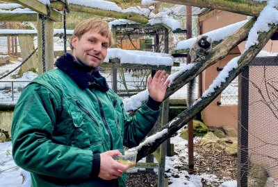 Auer Zoo der Minis hat wieder geöffnet - Zootierpfleger Peter Hömke im Gehege der Weißbüschelaffen. Foto: Ralf Wendland