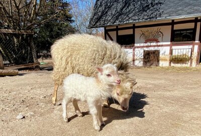 Auer Zoo der Minis öffnet morgen wieder - Die Ouessant-Schafe im Auer Zoo der Minis haben Nachwuchs. Foto: Ralf Wendland