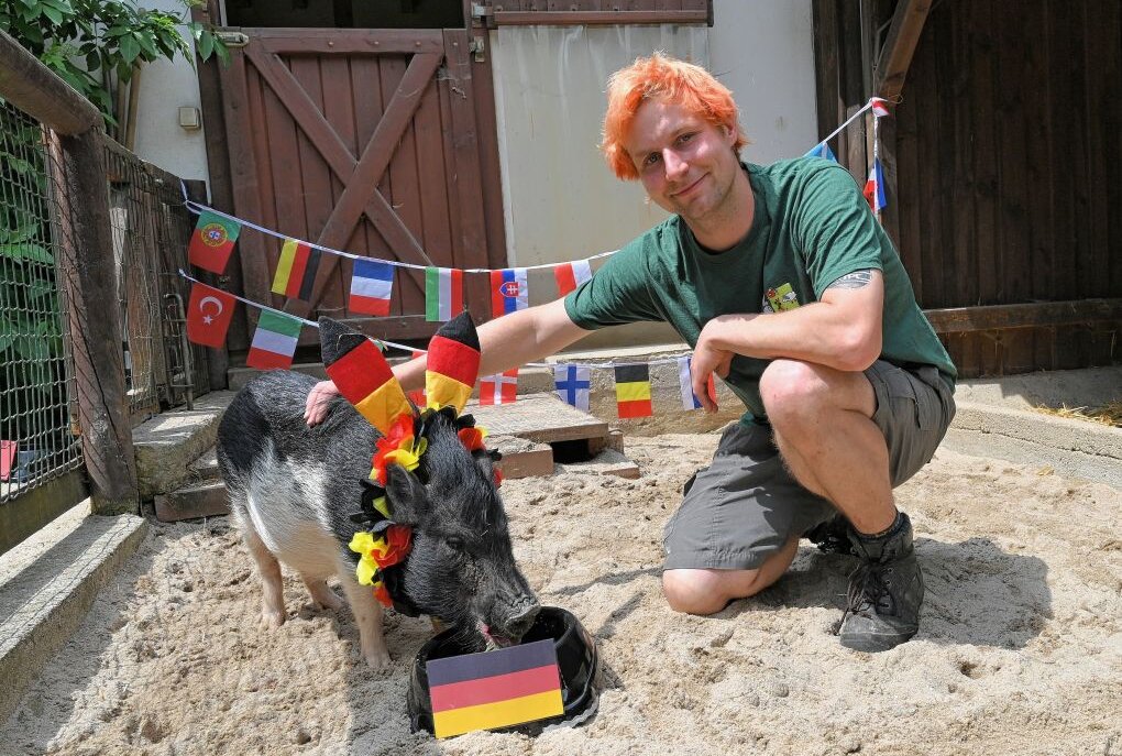 Auer Zoo der Minis: Rudi fungiert als Glücksschweinchen - Glücksschweinchen Rudi - hier mit Zootierpfleger Peter Hömke - tippt auf einen Sieg für Deutschland gegen Frankreich. Foto: Ralf Wendland