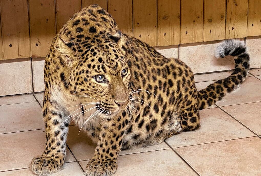 Auer Zoo der Minis will Haltung von Chinesischen Leoparden fortsetzen - Von "Lila" musste man in Aue im März Abschied nehmen - die Chinesische Leopardin ist 23 Jahre alt geworden. Foto: Ralf Wendland