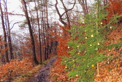 Augustusburger "Christbaumpfad" lädt zum Wandern und Staunen ein - Die Initiatoren haben Bäume in der Natur geschmückt und mit hunderten Kugeln sowie Sternen versehen.  Foto: Maik Bohn/pixelmobil