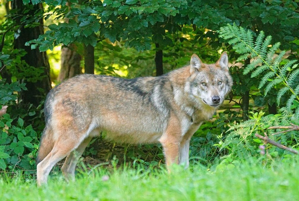 Ausstellung: Wie sich der Wolf im Erzgebirge ausbreitet - Symbolbild. Foto: Pexels