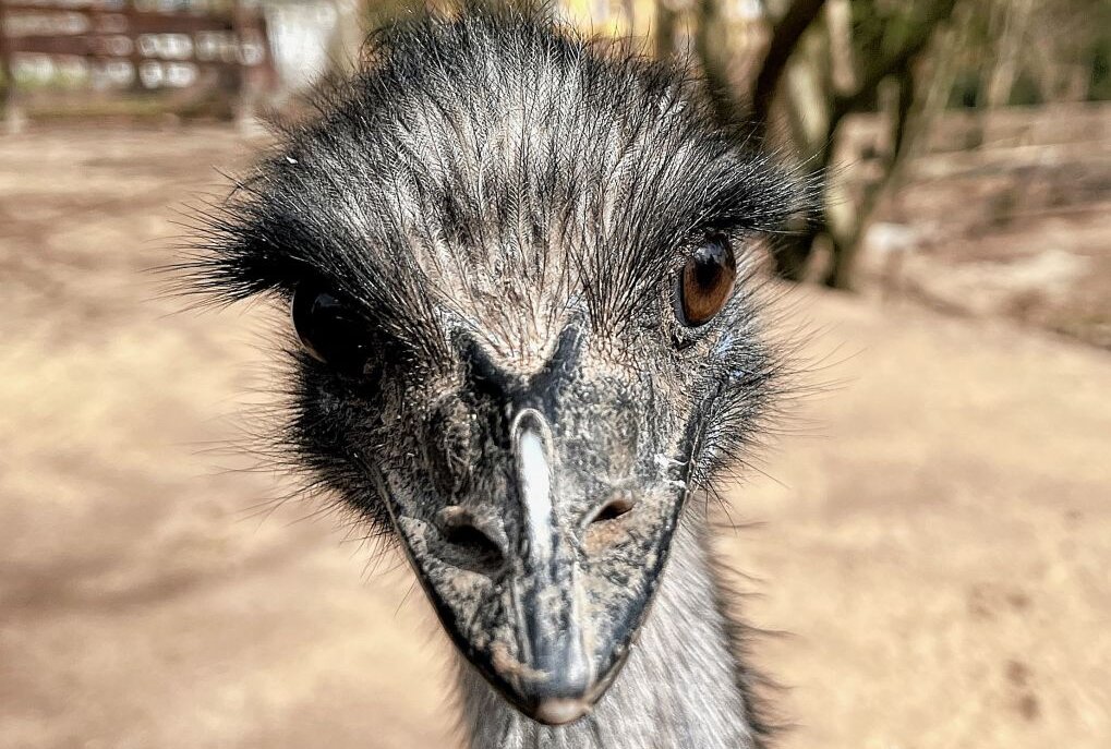 Australische Laufvögel fühlen sich auch in Aue wohl - Im Auer Zoo der Minis sind auch Emus zuhause. Foto: Ralf Wendland