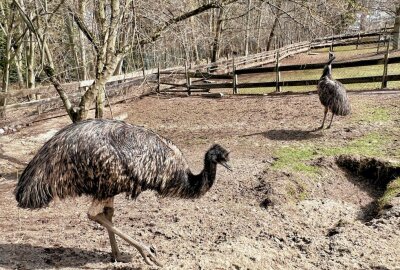 Australische Laufvögel fühlen sich auch in Aue wohl - Im Auer Zoo der Minis sind auch Emus zuhause. Foto: Ralf Wendland