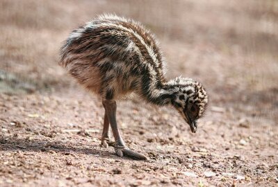 Babyglück und mehr: Tierischer Muttertag im Chemnitzer Tierpark - Die kleinen Emus  sind auch da. Foto: Jan Klösters