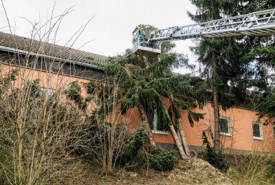 Bad Schlema: Drei Bäume fallen auf Dach der Marktpassage - Personal evakuiert - Die drei Bäume waren auf das Dach gekippt. Foto: Niko Mutschmann