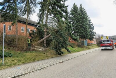 Bad Schlema: Drei Bäume fallen auf Dach der Marktpassage - Personal evakuiert - Der Baum wird sicher auf die Straße fallen gelassen. Foto: Niko Mutschmann