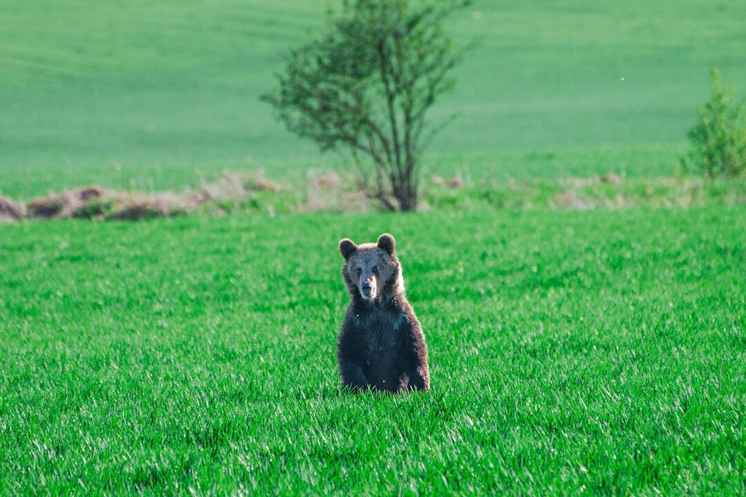Bären verbreiten zunehmend Angst in der Slowakei - In den vergangenen Wochen wurden in der Slowakei mehrere Menschen bei unfreiwilligen Begegnungen mit Braunbären verletzt.